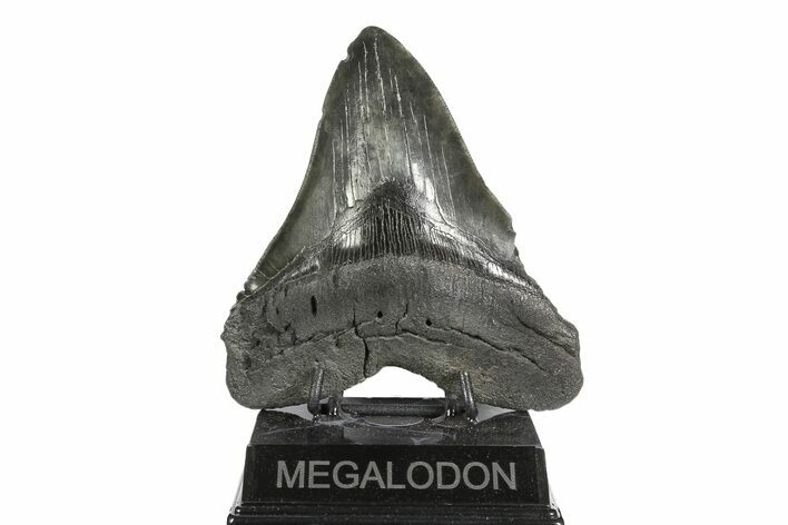 Fossil Megalodon Tooth - South Carolina #168875